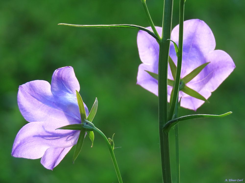 Two bellflower blossoms from behind. Sunlight shines through the blossoms. 