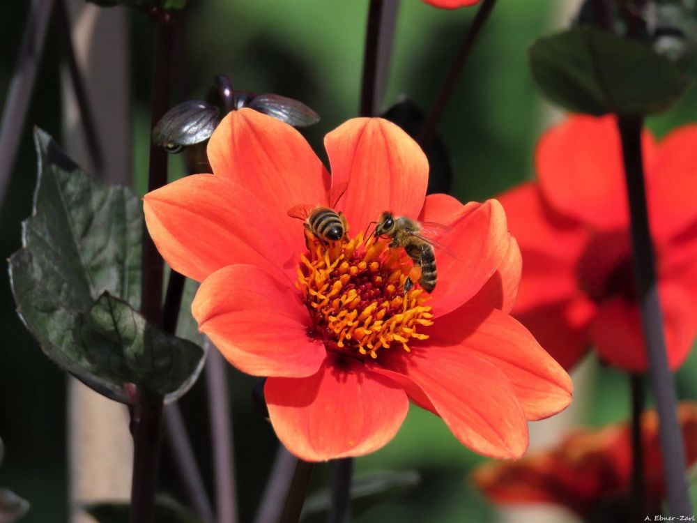 Close-up of an orange blossom with two bees in its middle. 