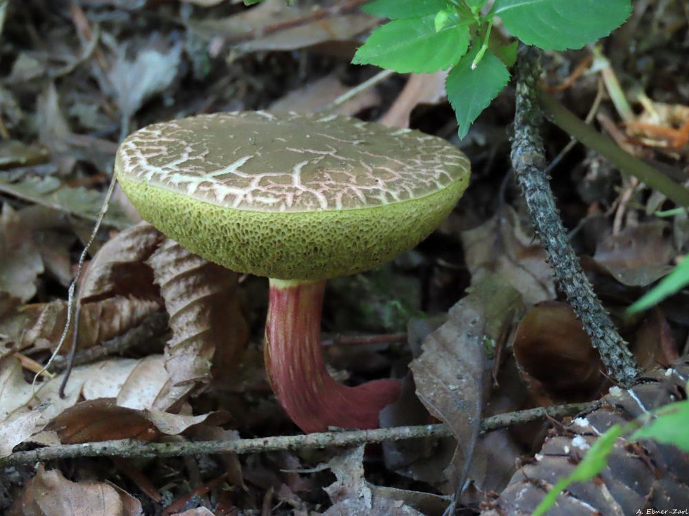 Close-up of a mushroom with a curved red stem and a cap in green, grey and white. 