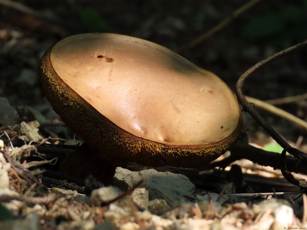 Close-up of a mushroom's very broad cap (beige on top, greenish on the sides). 