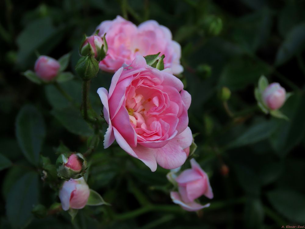 Close-up of a couple of pinkish rose blossoms. 