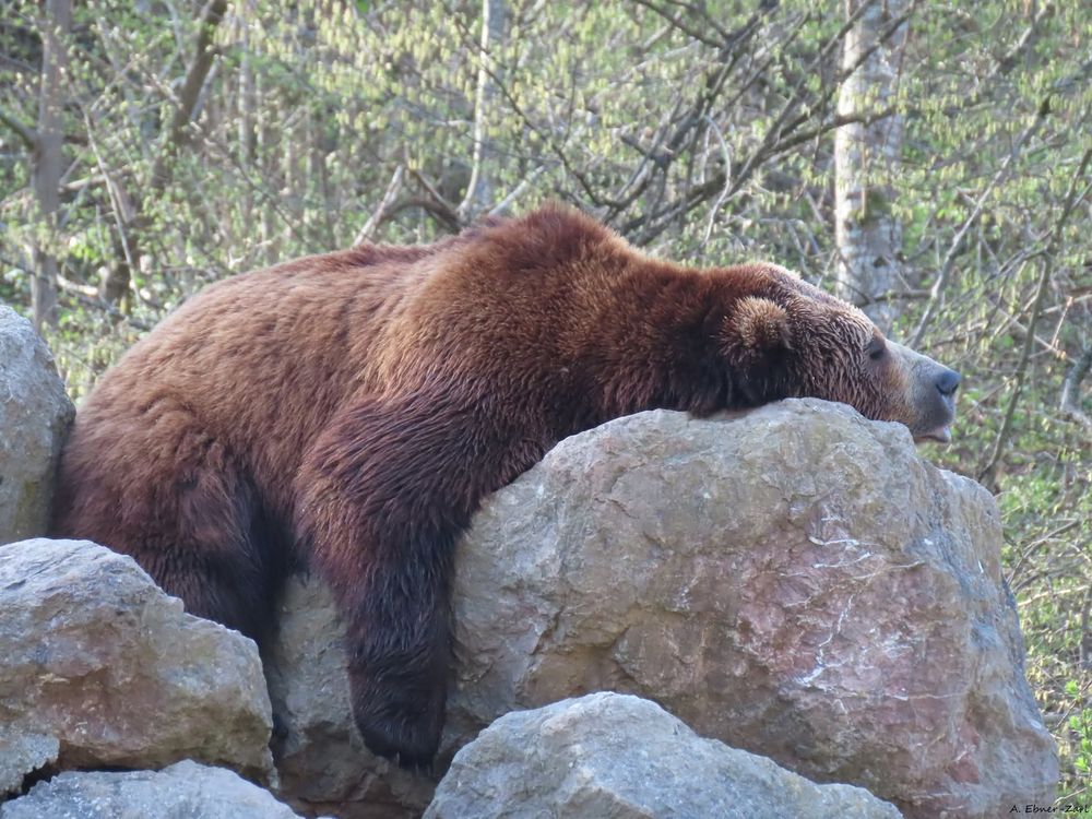 Schlafender Bär auf einem Felsen. 