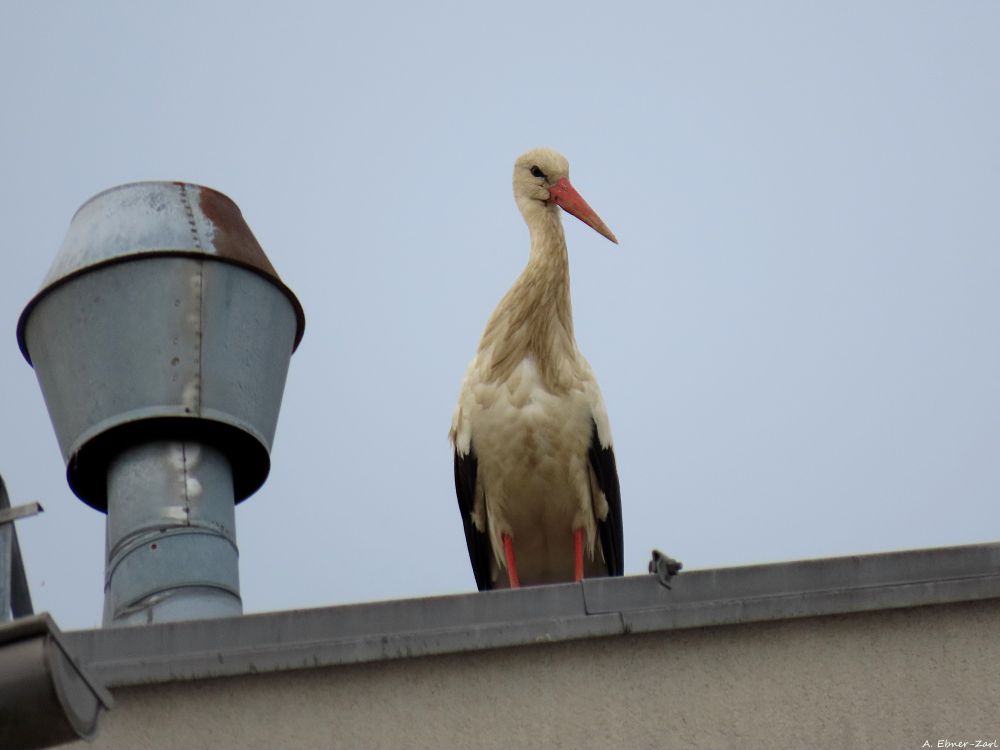 Stork on a roof from the front. 