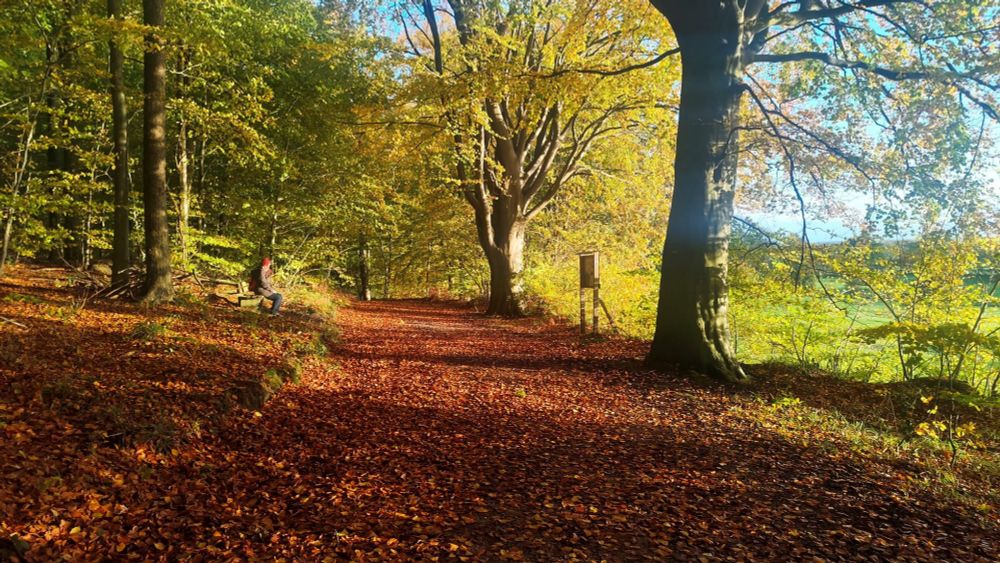 Ein mit bunten Herbstblättern übersäter Waldweg, sonnendurchflutet,der blaue Himmel scheint durch die teils schon lauwarmen Bäume
