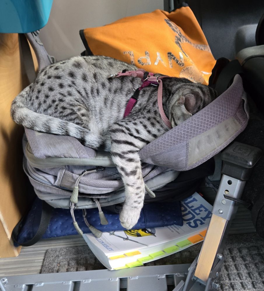 Black and gray kitten hiding her face while lying on a backpack. Her arm is hanging by her side. 