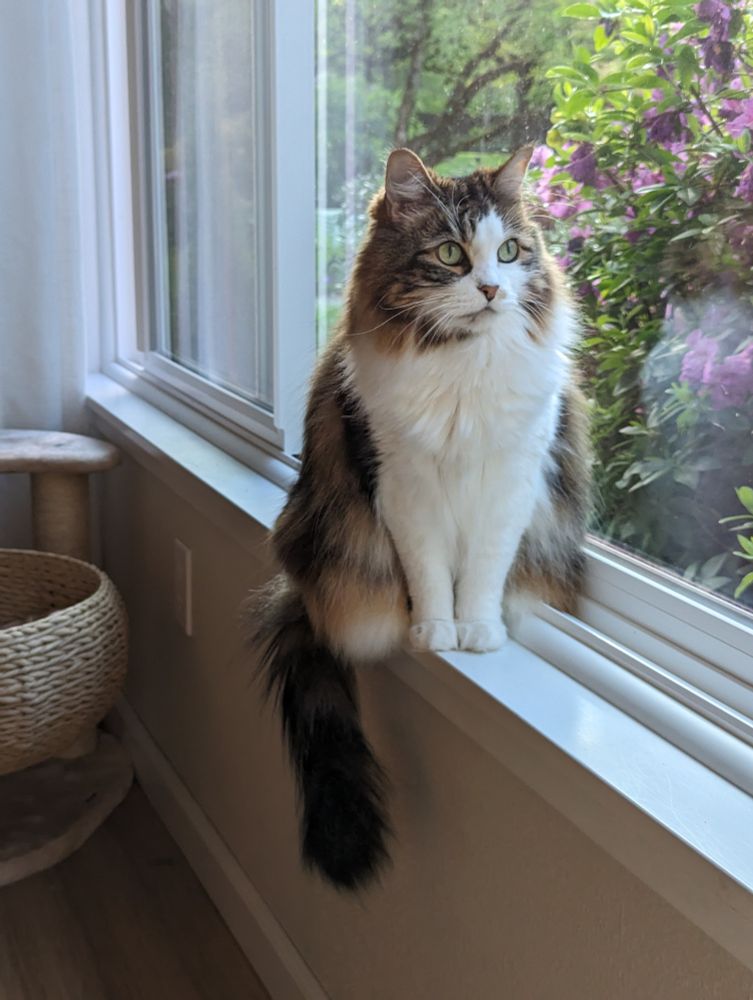 Calico Maine Coon cat who is very beautiful and knows it sitting on a window sill.