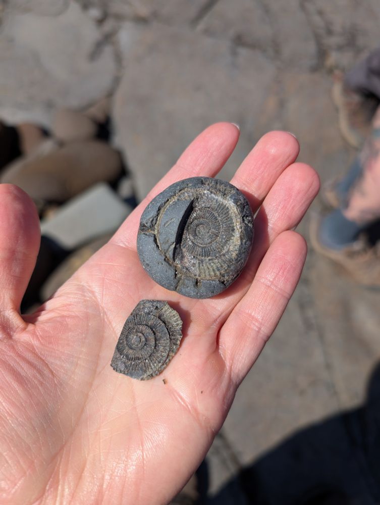 A fossil of an ammonite! Very pretty and cool