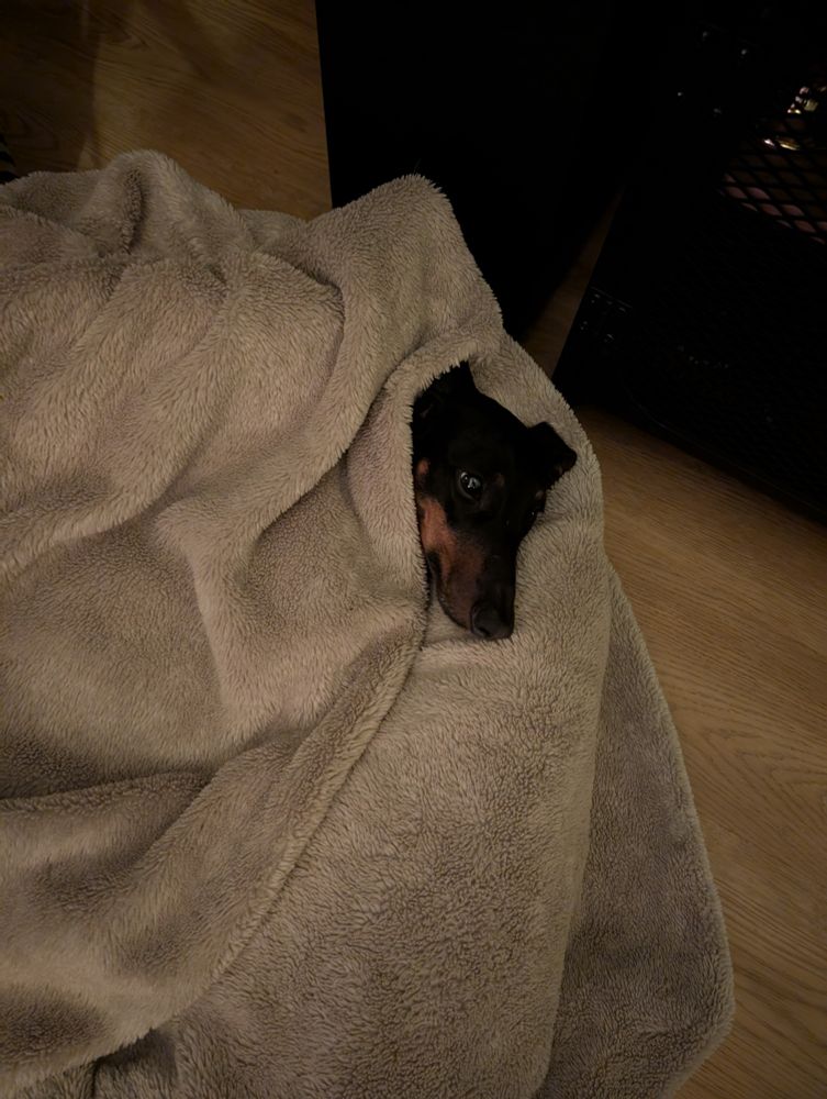 A sausage dog wrapped up in a blanket with her silly head sticking out.
