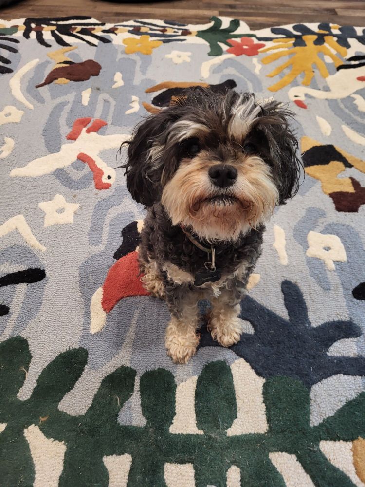 Black and tan cavapoo dog sitting politely with eyebrows askew. 