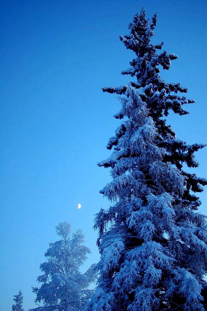Tall trees covered in snow and ice, both colored blue, set against a clear blue sky with a small white crescent moon. 