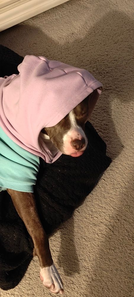 Brown and white pitbull in colorful hoodie sticking out her tongue. 