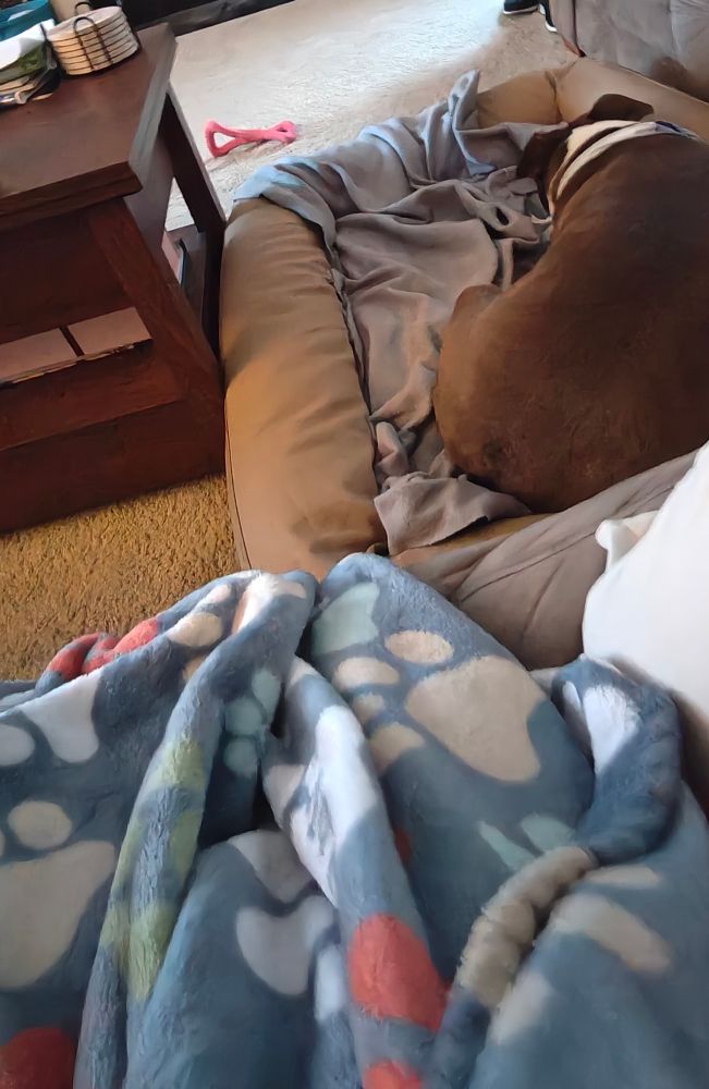 Brown and white pitbull laying in a dog bed beside her owners couch