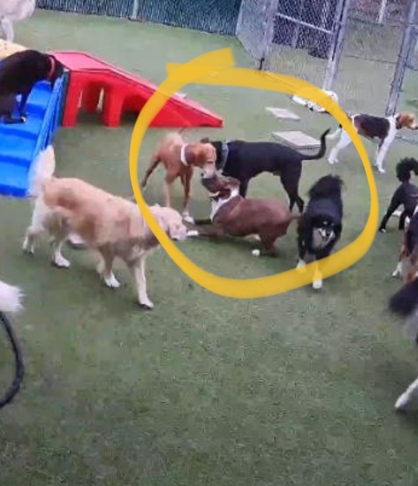 Brown and white pitbull playing with other dogs 