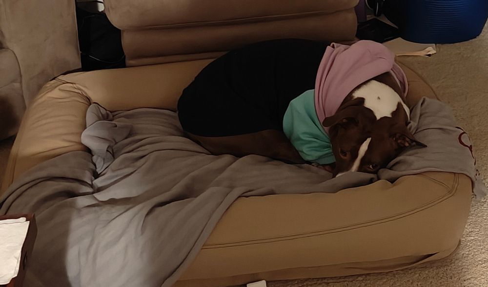 Brown and white pitbull in multicolor hoodie cuddling on a doggy bed 