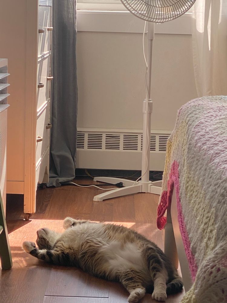 Wynni, a polydactyl grey tabby with an attitude as large as her paws, lying in her back in a little patch of sunlight on the floor while I am in a teams meeting like a sucker. 