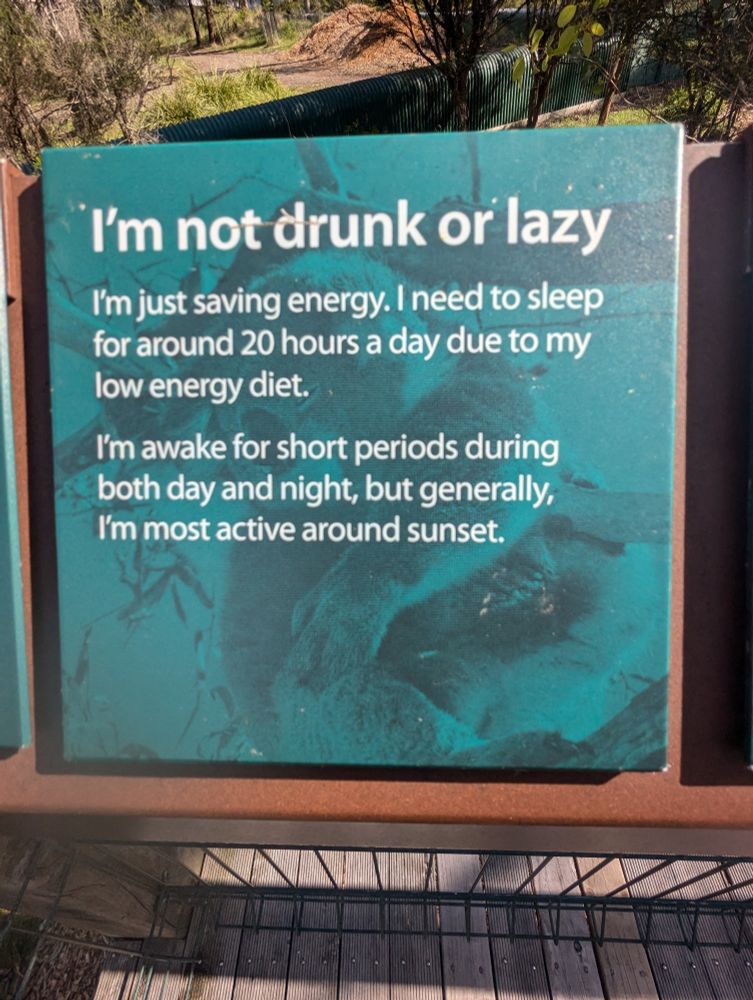 A placard with a koala, reading "I'm not drunk or lazy. I'm just saving energy. I need to sleep for around 20 hours a day due to my low energy diet. I'm awake for short periods during both day and night, but generally, I'm most active around sunset."