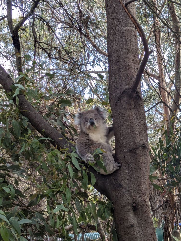 Adorable koala in a tree with a handful of eucalyptus 