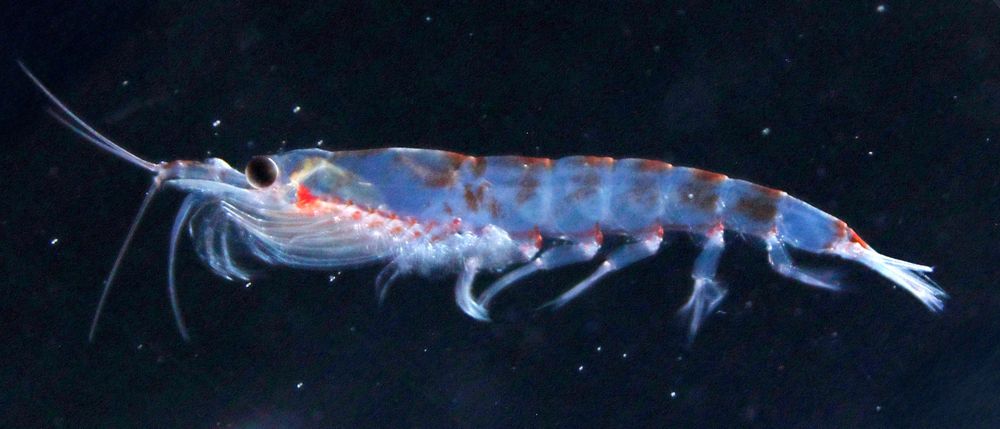A maximum of six centimeters long and weighing two grams: Antarctic krill 