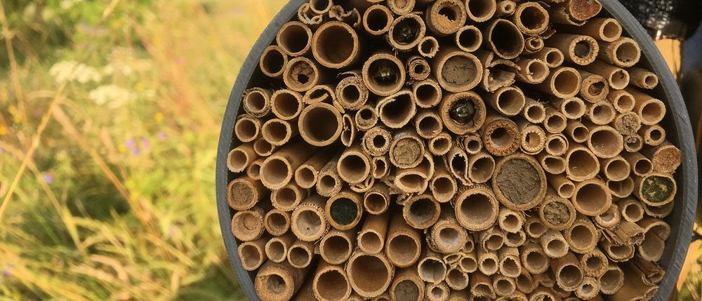 Bees wait asleep in an artificial nest made of reed stems for favorable flight conditions. Different species close their nest entrances with clay or plant debris. (Credit: Cristina Ganuza)