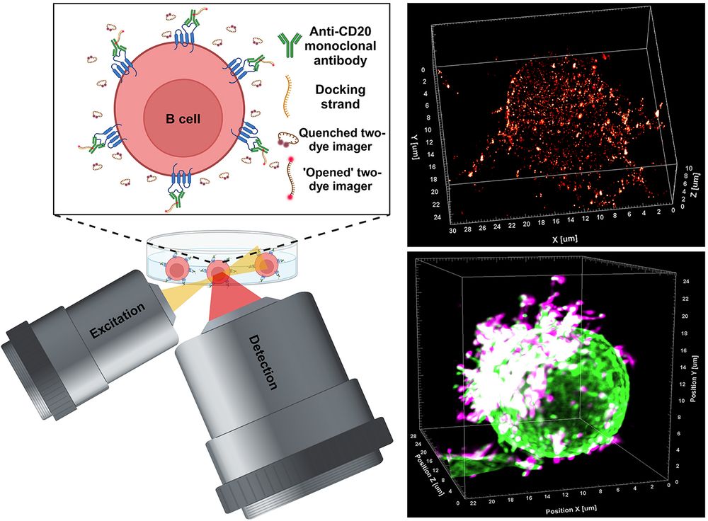 Mode of action of the new microscopy method LLS-TDI-DNA-PAINT. On the top right, the RTX antibody was visualised on a Raij-B cell: it is easy to see how it links the CD20 molecules in the membrane. Bottom right: the hedgehog-shaped appearance of a living Raji B cell after the antibody has bound. The surface protein CD45, which is homogeneously distributed on the cell surface, is also labelled in green. (Image: Arindam Ghosh / University of Würzburg)