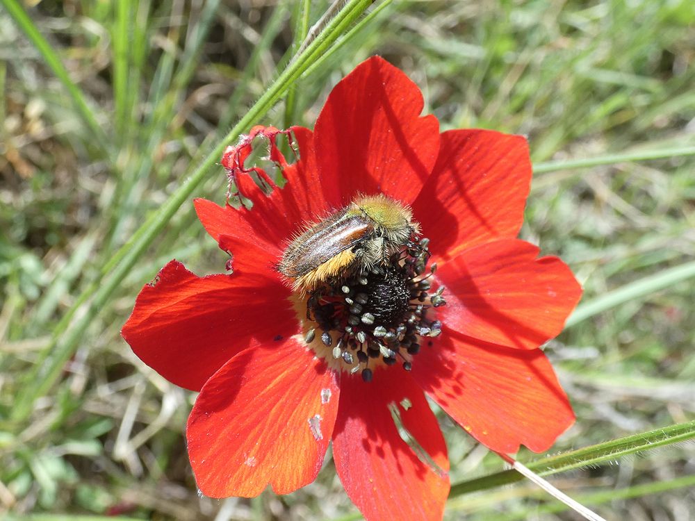 A beetle of the species Pygopleurus chrysonotus on an Anemone pavonina flower in Greece. The beetle can do what other insects cannot: see the colour red. (Photo: Johannes Spaethe / University of Würzburg) 
