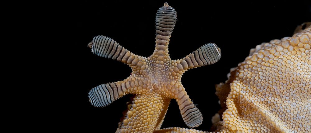 A gecko's foot on a glass pane. With the help of millions of tiny hairs, these small reptiles use van der Waals forces to stick to smooth walls or even ceilings. (Credit: Federico / AdobeStock)