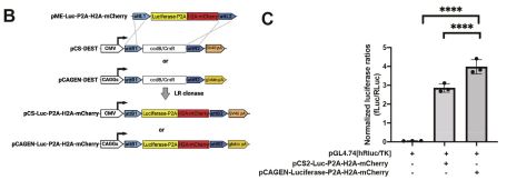 pME recombination of a luciferase-2a-mCherry reporter into pCS2 or pCAGEN-DEST vectors and luciferase assay quantification.