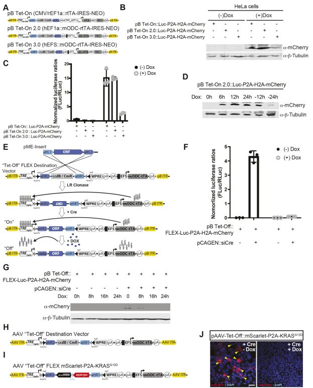 pB-Tet-On vs 2.0 and 3.0 with various destablization domains, promoter switches, and other changes to prevent accumulation and leaky expression in the absence of Dox. As well as FLEX constructs!