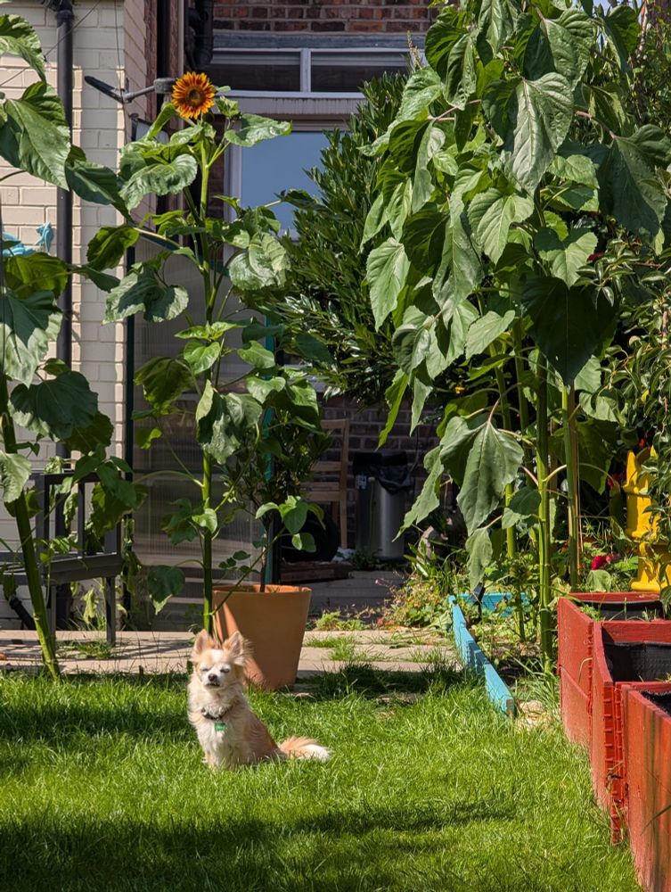 A white & tan Chihuahua sat in the sun on some grass with his eyes closed surrounded by sunflowers