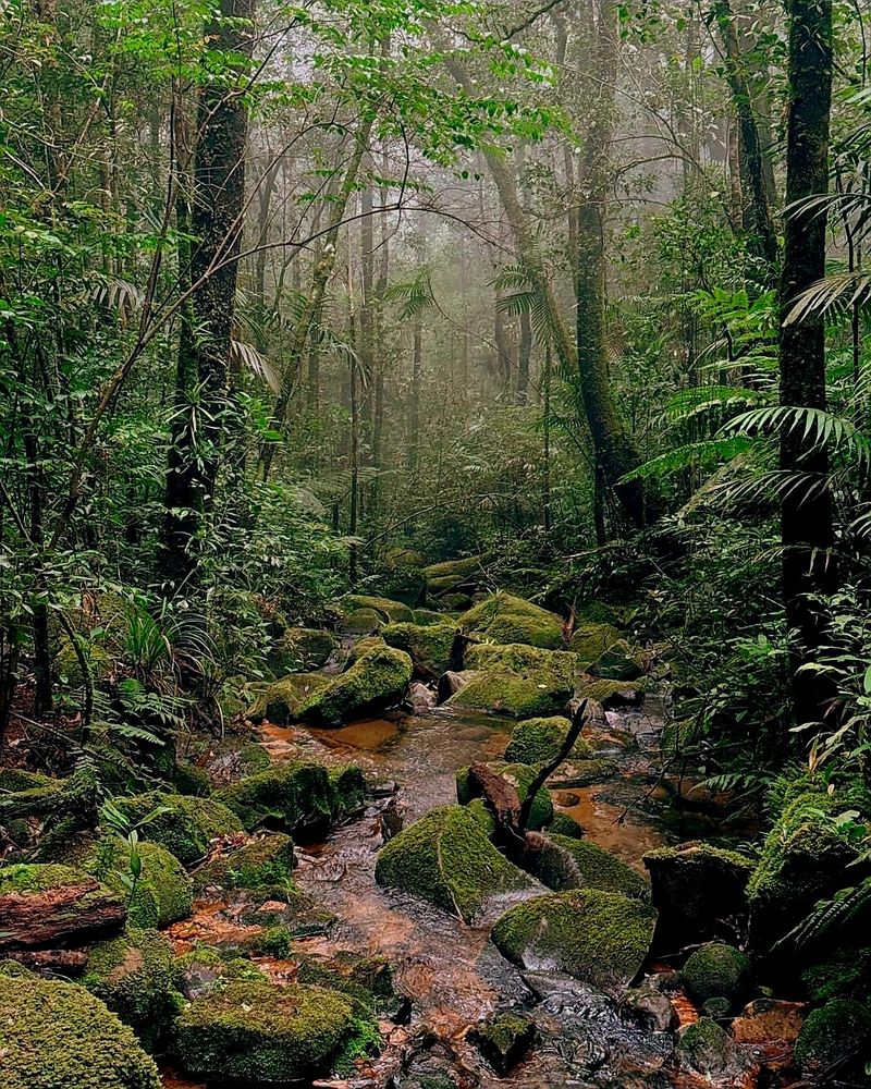 Photo of the day – Trekking through the dense forest of Cardamom mountains on a rainy day. Cambodia has something for everyone. Some love cultural holidays, like visiting Angkor Wat and various temples. Some love the sun, sand, and sea, while others enjoy nature, which Cambodia has in abundance. As for me, I enjoy all of these experiences when I need to escape the busy city life of Phnom Penh. I hope anyone planning to visit Cambodia enjoys what the country has to offer as much as I do.