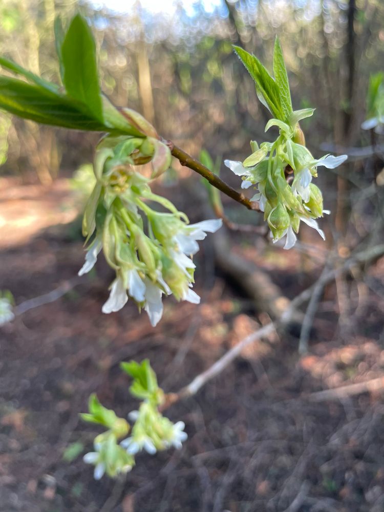 Harbingers of spring—oemleria, or Indian Plum. The first shrub to bloom in the woods around here.