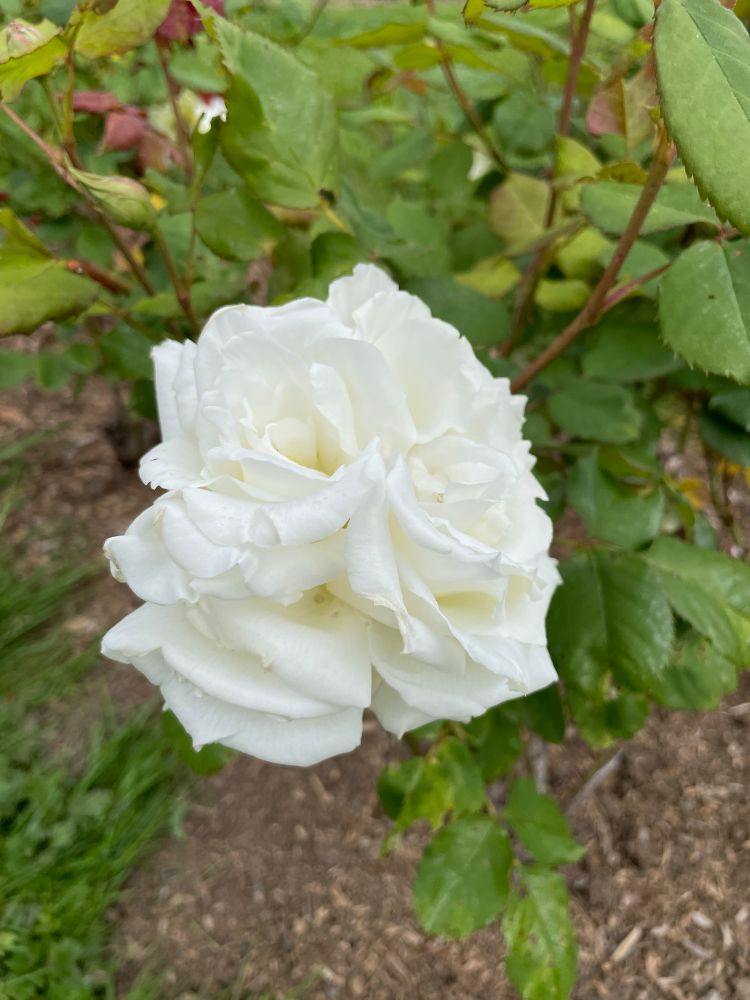 Large white rose.
