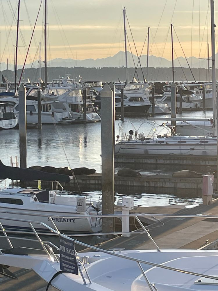 Sealions on a dock in a marina.