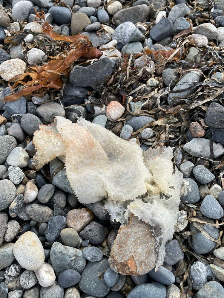 Seaweed on a cobbled beach. Eel grass, red algae, something white and prickly.