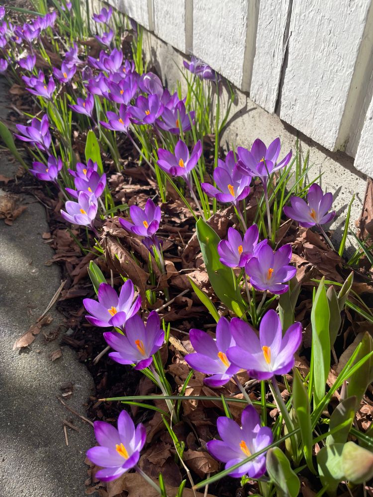 Purple irises in full bloom fill a long, narrow garden bed between a house and sidewalk.