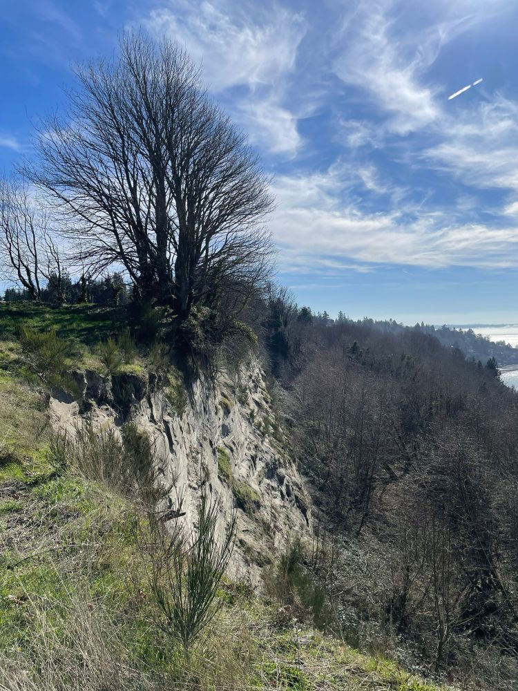 The bluff at Discovery Park rises about 200’ above Puget Sound in a near-vertical drop. The photo shows a large bigleaf maple clinging to the edge, with a long drop off to trees far below. Dramatic white clouds paint the azure sky.