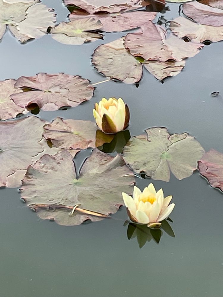 Water lilies budding into blooms.