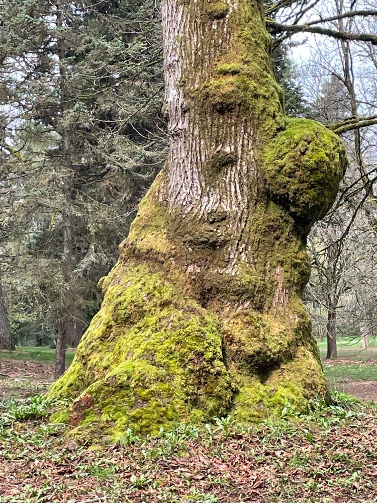 Large moss-covered burls on the trunks of bigleaf maples.