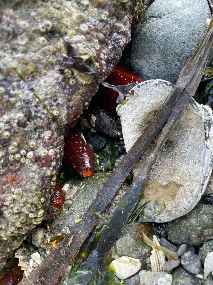 Sea cucumbers at low tide in Puget Sound.