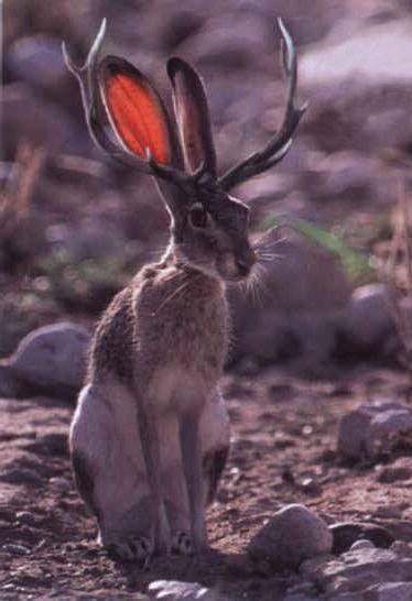 jackalope staring at the girl reading this