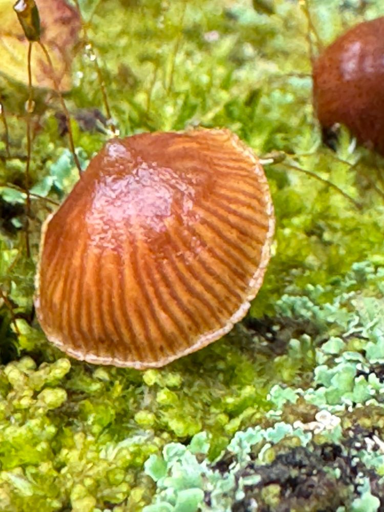 Pretty brown striped mushroom on a bed of vibrant green moss.