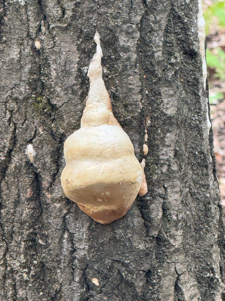 Mushroom on a tree that looks like a toasted marshmallow.
