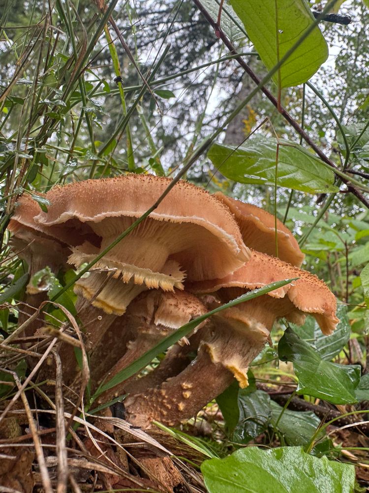 Side view of a cluster of large brown mushrooms, the remnants of their veils circling their stripes like frilly skirts.