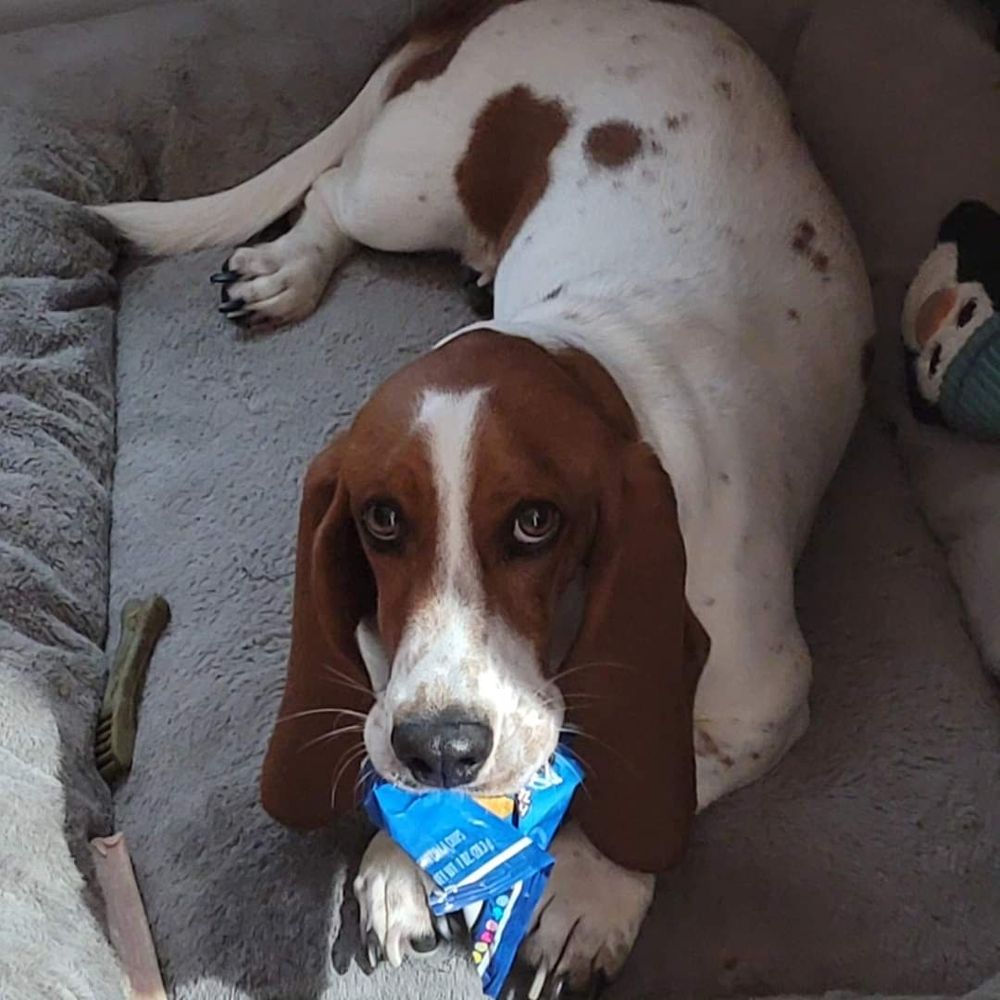 My 2-year-old basset hound with a Doritos wrapper staring at me innocently