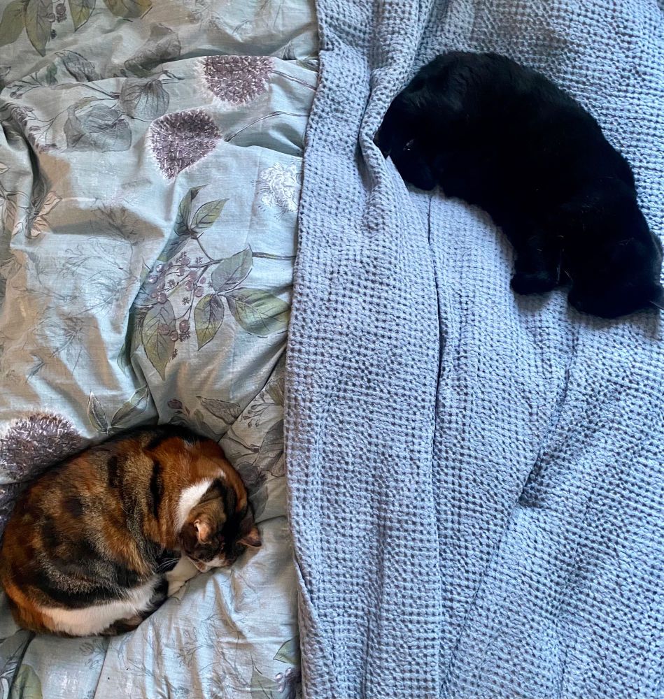 Two snug cats curled up on a duvet and blanket, sleeping through the storm 