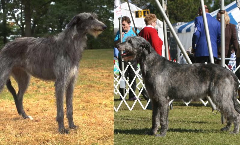 Picture of scottish wolf hound on left (long snout, long legs), Irish wolf hound on right (short snout, short legs)
