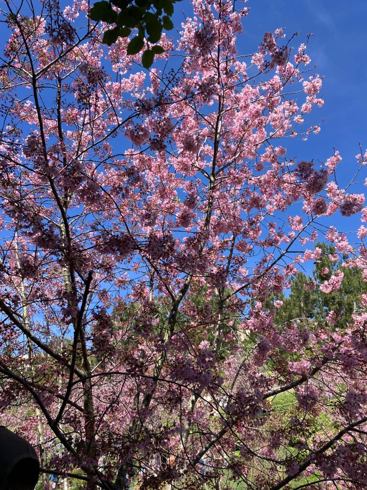 Picture of cherry blossoms 