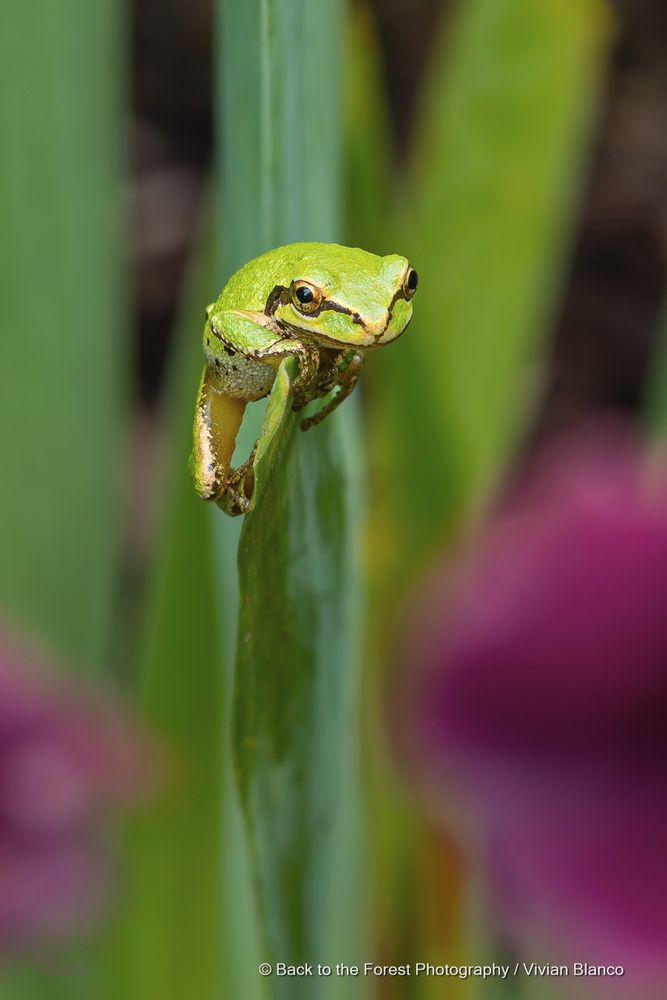 "Pacific Tree Frog on Iris leaf"
Macro (extreme close-up) of a lime-colored Pacific tree frog looking straight at the camera, its fingers curled over the top of the iris leaf upon which it is perched. In the blurry foreground, deep pink-to-purple iris flowers flank the frog on either side.