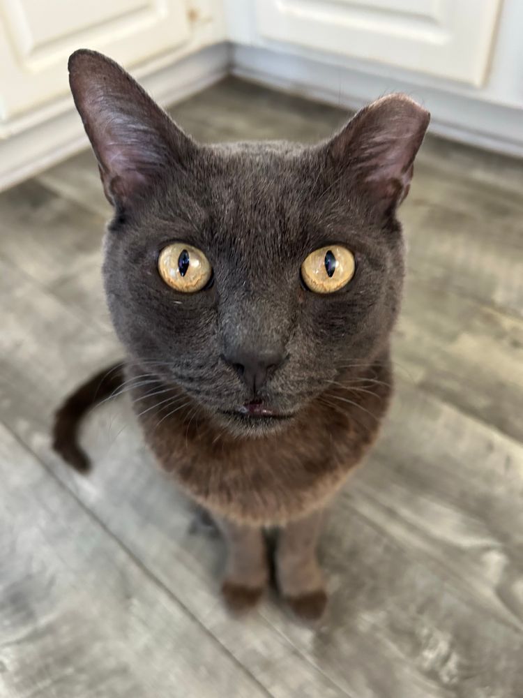 Pepper the cat staring at me