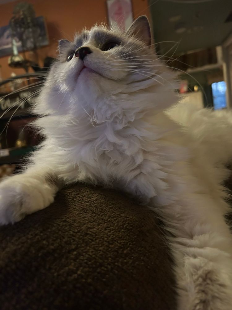 Mozzarella our cat on the back of the recliner 